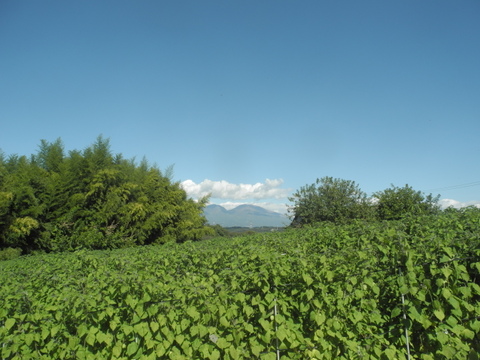 《普段飲み・ご家庭用に》「飲む宝石」有機ほおずき100％ジュース720ml×2本セット
