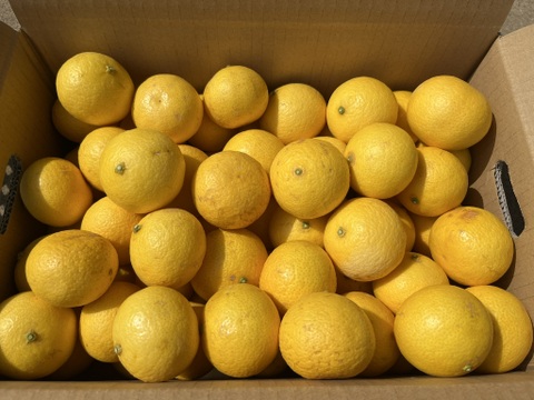 黄金柑（おうごんかん）約5キロ　サイズ混合　外観不良あり　家庭用　ゴールデンオレンジ