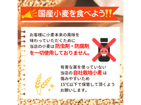 【栽培期間中農薬不散布】青森県産単一品100％使用 日本の小麦 中力粉 「ネバリゴシ」 10kg 2kg×5