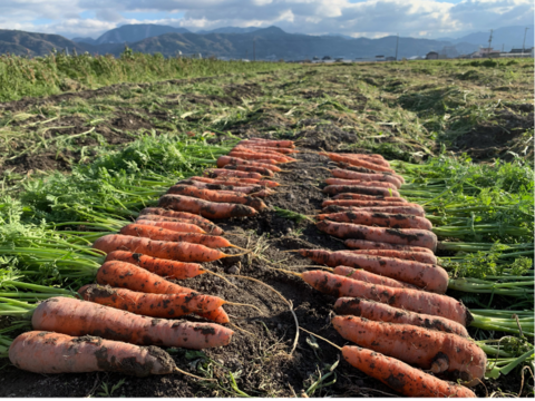 穫れたて直送🥕食べやすくて あま～い「ほのぼのキャロット」人参１．５㎏