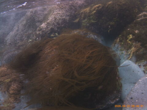 【希少海藻】ネバネバ！シャキシャキ！！『クロモ』生５００ｇ