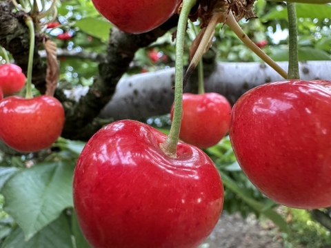 【 ご家庭用:紅秀峰 】山形県産 500g 🍒サイズM〜LLL お楽しみ商品になります^_^！！