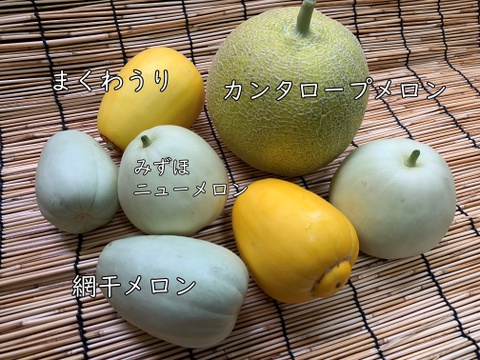 【自然栽培】固定種メロン４品種セット 4kg以上★農薬・肥料不使用｜食べ比べ