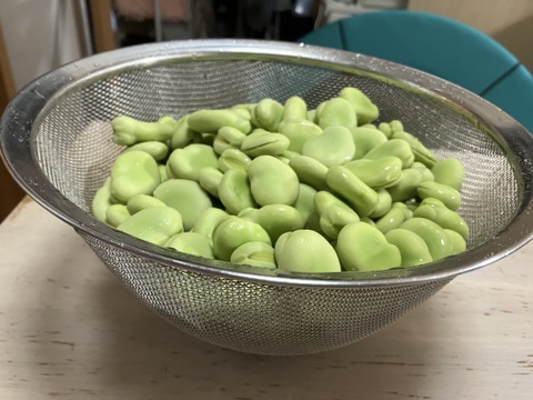 ほくほく深～い味わい❗朝穫れ❗3㎏「そら豆（さや付き）」4月下旬～