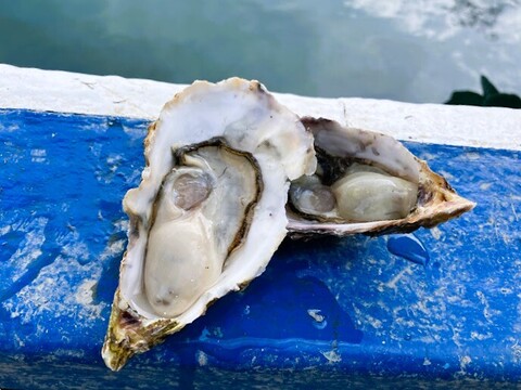 訳あり小粒　殻付牡蠣　　能登産　　約 4 kg（約35～55個)   加熱用