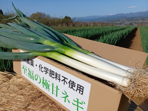 【福袋】【4本増量❗️❗️】✅鍋・すきやき用【極太2L／超極太3L混合】✅20本❗❗✅至福の極甘ネギ✨信州産✨【特別栽培】✨【無消毒栽培】