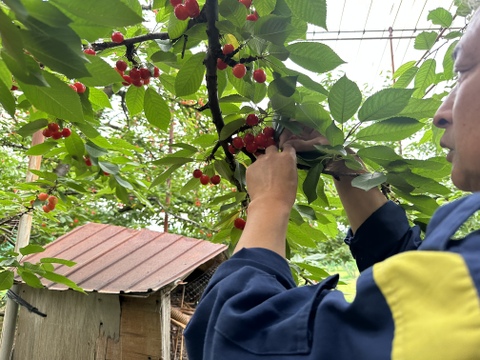 【 やまがた紅王 】さくらんぼ 山形県産 500g訳あり【 お試し商品 】大玉品種、パリッ甘い絶品の訳あり品😋🍒