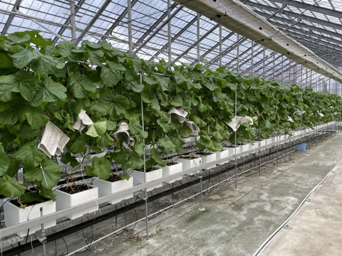 【一株一果のこだわりメロン】【秀品】【ご友人と】【親族の集まりで】アールスメロン（３Ｌ以上×２玉）　青肉・赤肉のセット　３㎏以上