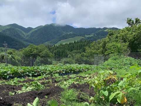 【ごろっごろ新ジャガイモ】　兵庫県但馬産新じゃが！　《きたあかり　箱入７kg》