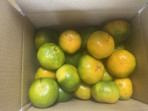 柑橘シーズンのはじまり！【選果落】極早生みかん（３ｋｇ）サンプル糖度8.6～9.8度。見た目の悪いものです。１０月９日～１１日収穫