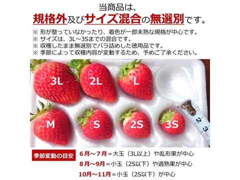 生食できる夏イチゴ 6月～11月発送 無選別 規格外 全サイズ混合 バラ詰め 秋田県産 ジャム・ソース用 なつあかり 夏のしずく 2kg