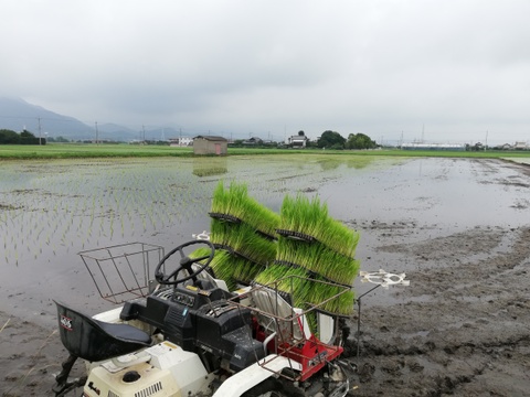 22年度産　15年以上自然栽培のお米（おいしい玄米10ｋｇ）昔の品種：朝日米