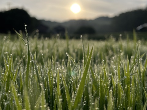 ホタル舞う熊本県産お米「にこまる」精米 10kg 農家直送