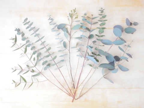 爽やかな深呼吸♪フレッシュユーカリ枝物セット(品種ミックス/30～40㎝/10本)アレンジにも