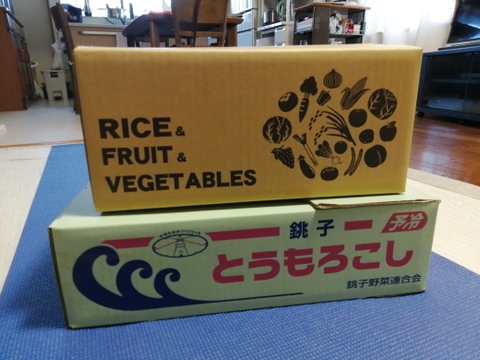 朝採りとうもろこし【ピュアホワイト】 2L~Lサイズ12~13本 〈訳