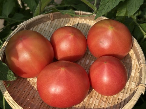 甘酸旨のバランス！ソプラノトマト　1kg