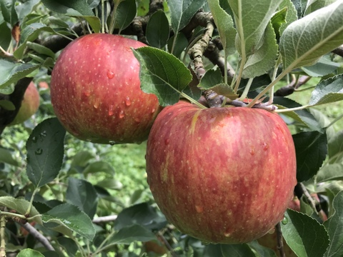 特選　つがる　約4.5kg【2025年産】