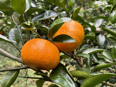 希少！新しい柑橘『西南のひかり』5㎏