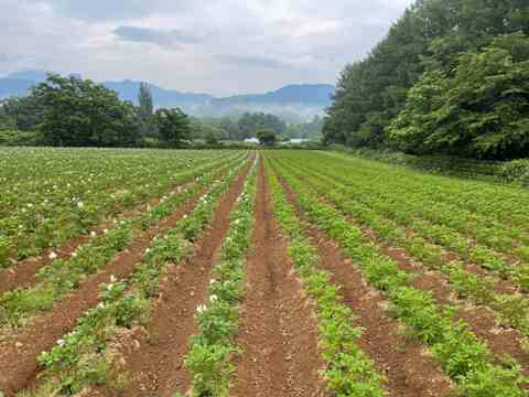 肥料・農薬不使用の自然12年の　男爵　10ｋｇ