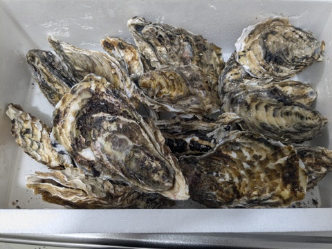 【10％OFF設定中】生食用２ｋｇ 殻付き 牡蠣 （14~30粒）牡蠣 殻付き牡蠣 殻付き牡蛎 牡蛎 kaki かき カキ 松島牡蠣屋 BBQに貝類 海産物 オイスターoyster