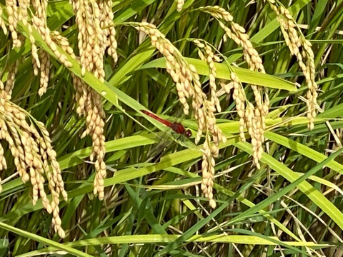 新米【環境保全米】ササニシキ 玄米10kg