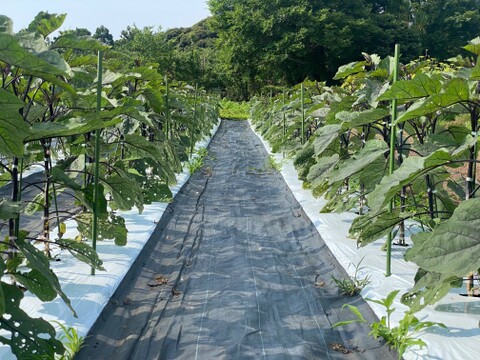 農薬・化学肥料不使用！とろける肉質！ゼブラナス1kg！
