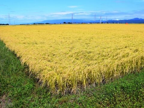 🌾お米ソムリエ監修🌾✨️令和7年産新潟PREMIAM米✨️コシヒカリの1.5倍の大きさ
『いのちの壱』2kg精米
色彩選別済✨️3800円特別な贈り物に✨️