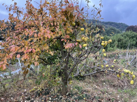 かりん仕事始めませんか？加工用本かりん4kg