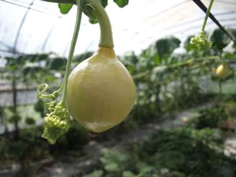 太陽の恵みをめいっぱい！季節の野菜セット【7品目】＃栽培期間中農薬・化学肥料不使用