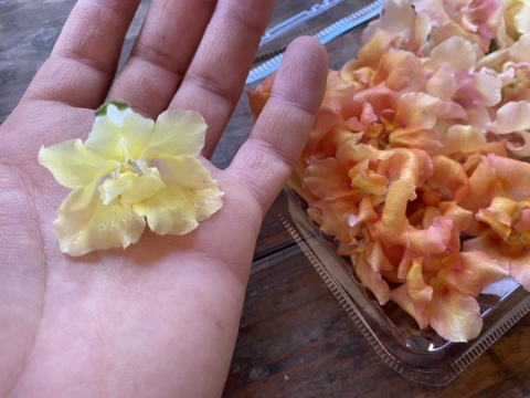 農薬不使用🌸エディブルフラワー🌼4種セット