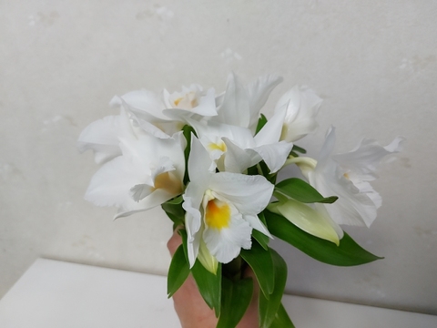 【おためし切り花】夏の蘭 フォーミディブル