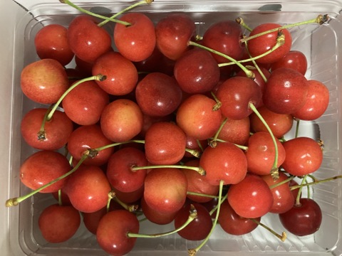 【訳あり】ご家庭用‼︎数量限定‼︎コスパ抜群‼︎500g‼︎お買い得‼︎東根産佐藤錦