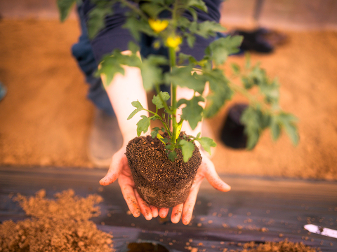 美味しさを追求したオーガニックミニトマトを丸ごと瓶に詰め込みました。
北海道蘭越産トマトジュース 100%有機生産物トマト 720ml