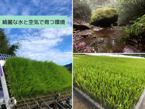 無洗米 10㎏ 希少米　つきあかり　栽培期間化学肥料不使用