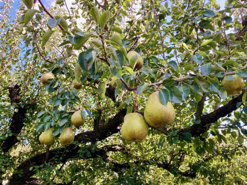 🍐濃厚ジューシー！山形県産ラフランス【約3kg・8〜9玉入り】