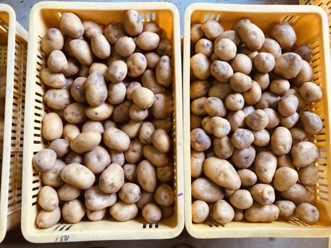 貴重な品種のじゃがいも「インカのめざめ」（2kg）