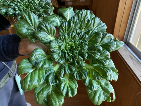 奥出雲産自然栽培タアサイ(250g)