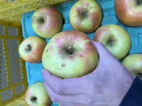 このりんごを嫌いな人はいますか？？名月 5キロ箱 訳あり品 商品ID75987 長野県 信州 安曇野 リンゴ 幻 幻のリンゴ 予約 希少 旬 甘い