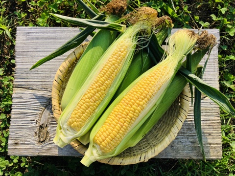 【朝採れ】甘～いスイートコーン（恵味スター・ゴールドラッシュ）10本　⛰️大山くろぼく育ち　🎁朝採れ当日冷蔵発送／数量限定