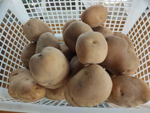 🥔どの組み合わせが届くかお楽しみ！旬のじゃがいも2品種食べ比べセット 約2kg｜農薬・化成肥料不使用🥔