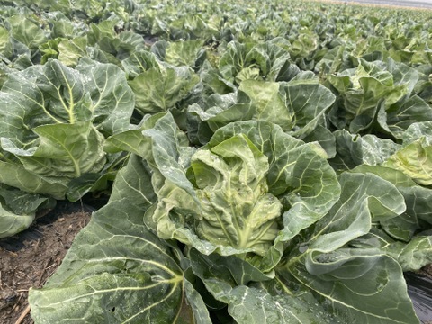 ふんわ～り♥優しい味わい春キャベツ6玉（本州の方限定）