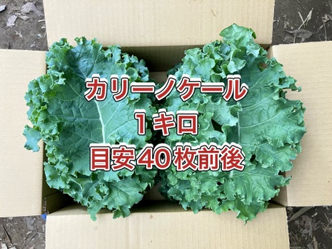 【鹿児島産】甘塩カリーノケール箱込み1キロ^_^