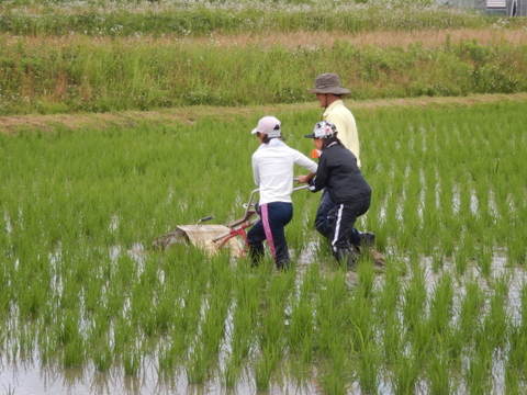 自然栽培のお米『亀の尾』白米10ｋｇ