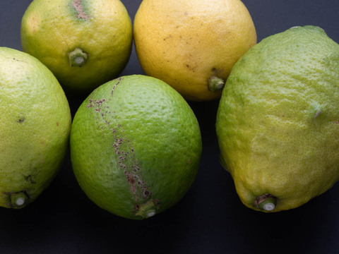 【広島県産】瀬戸田しまなみレモンC品(10kg) 栽培期間中農薬不使用