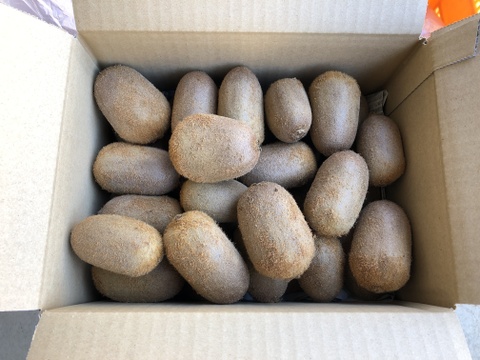 緑色でも高糖度！山梨県産キウイフルーツ（香緑）1.75〜1.8kg