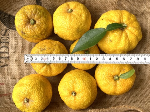 【高知県産】ゆず　5㎏　【木熟れ完熟】＃栽培期間中農薬・化学肥料不使用