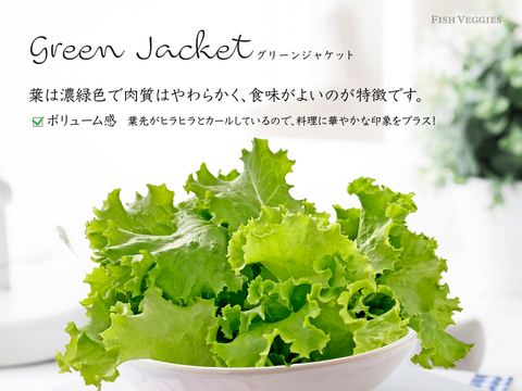 新鮮！採れたて！農薬・化学肥料不使用！レタスの定期便 8個セット