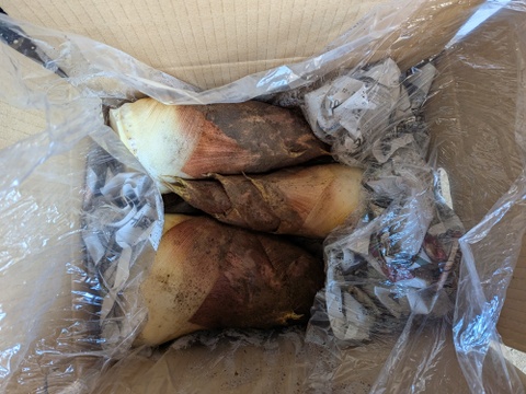 🌸春の味覚🌸オリジナル化粧箱!たけのこ 4kg(2～5本)