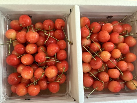 佐藤錦 1kg（L・Mサイズ混合）｜山形県東根産《家庭用バラ詰め》