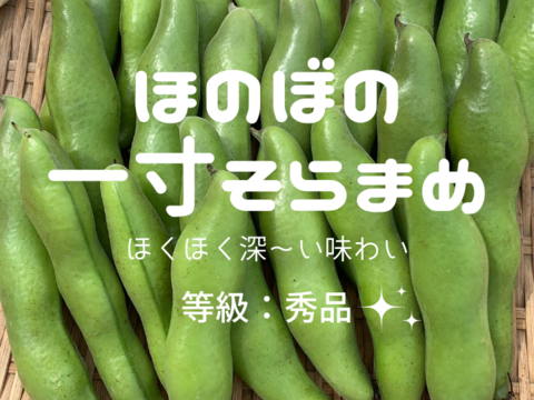 4月下旬～/等級:秀品/朝穫れ！1㎏「そら豆（さや付き）」